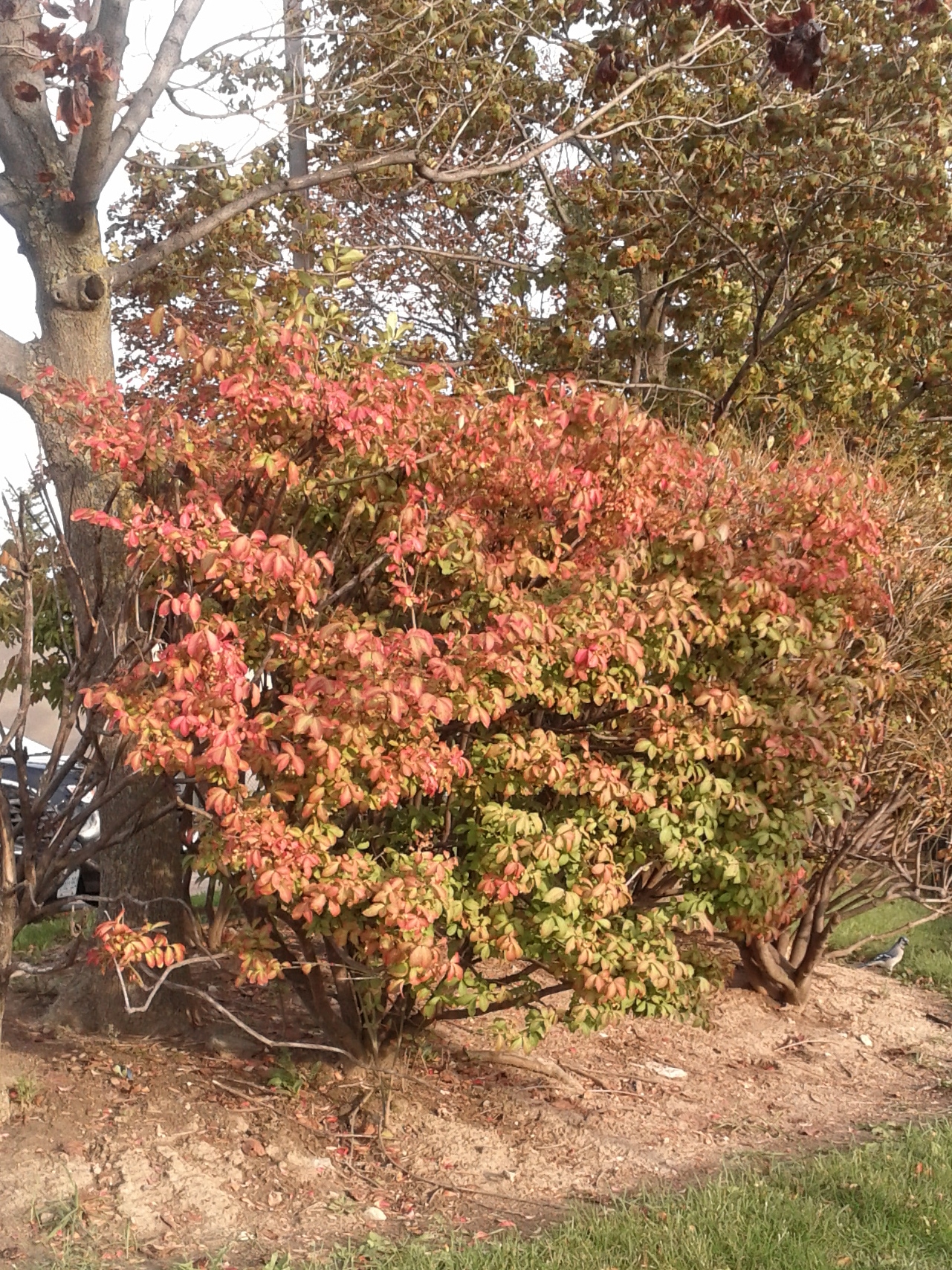 leaves-represent-seasons-fall-colour-shutterbug